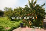  GL 0170 - Orange Tree Villa - Porto Heli - Ermionida
